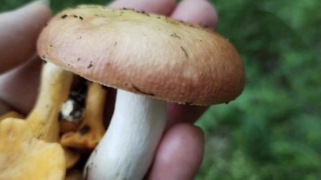🍄‍🟫 Грибной сезон в разгаре в Челябинской области 