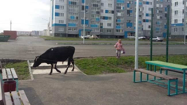 Коррида по-челябински. «Суровая» южноуральская девочка выгуливает быка на поводке