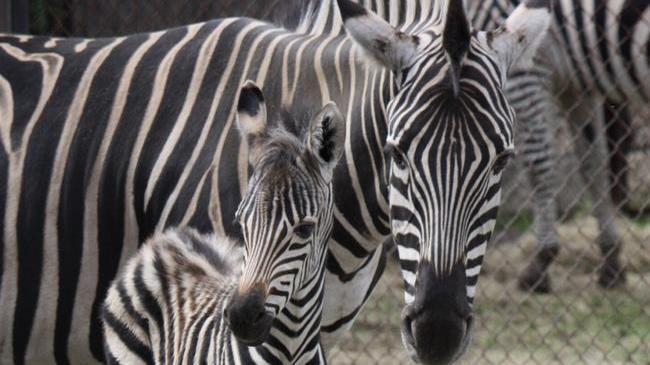 «Полосатая лошадка»: в челябинском зоопарке родился детеныш зебры 🦓