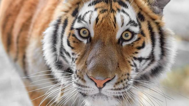 День тигра отмечают в зоопарке Челябинска