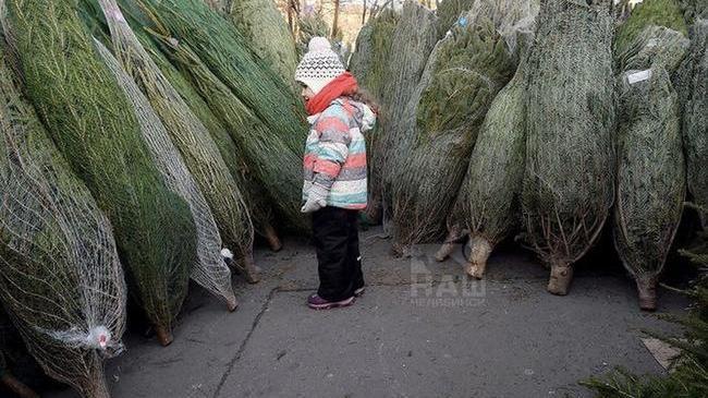 🎄Новогодние базары откроются 2 декабря