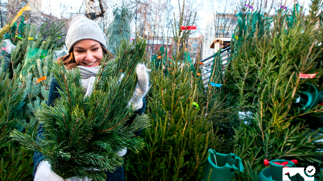 Сколько стоят новогодние елки в Челябинске