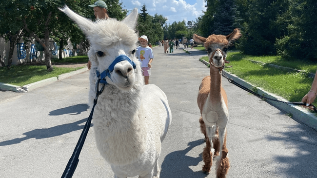 🦙 Челябинский зоопарк переходит на зимний график работы с 1 октября