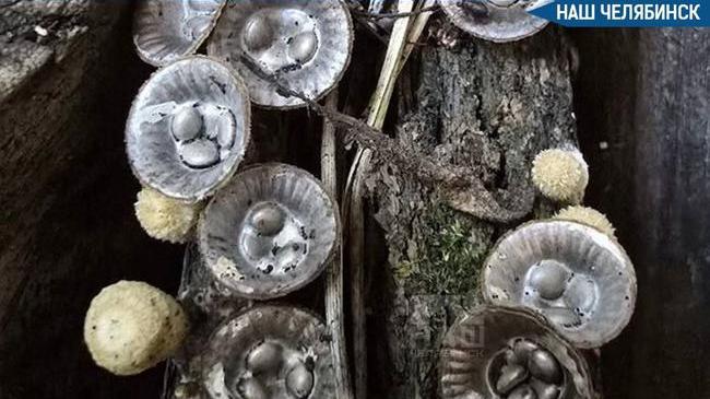 🍄 Под Челябинском нашли опасный гриб