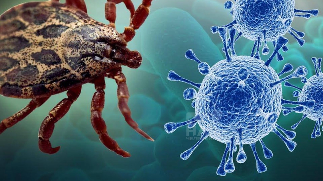 🪲 Роспотребнадзор выявил 47 новых вирусов, передающихся через комаров, и 14 вирусов, находящихся в клещах