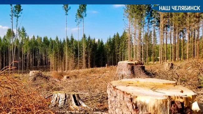🌳🪓 Челябинская полиция возбудила уголовное дело о незаконной вырубке деревьев за отелем Radisson Blu. 