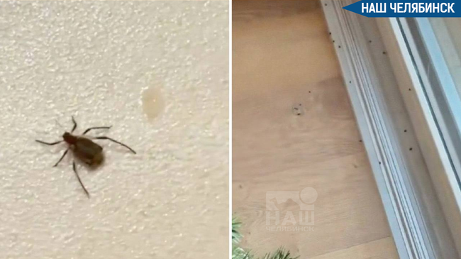 😱 Елочные клещи атакуют дома россиян 