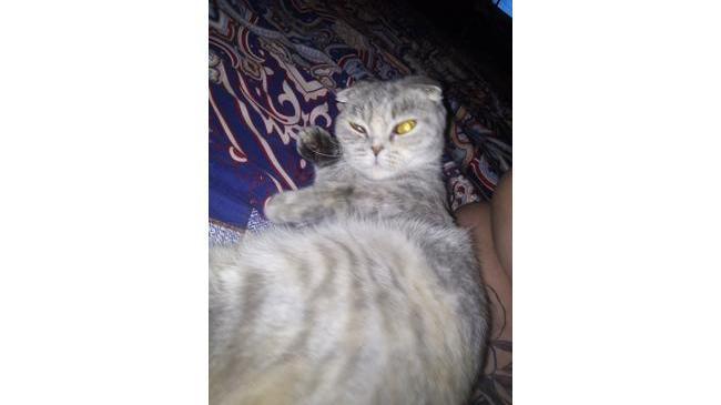 Пропала кошка