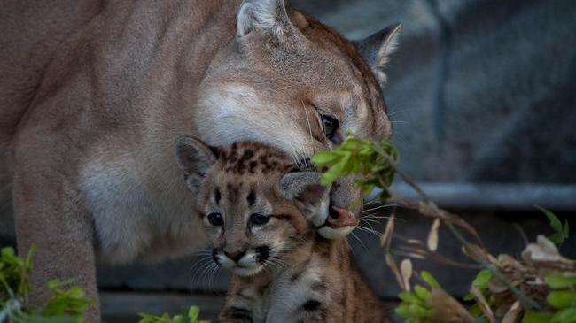 Пума Лика и ее непоседливый котенок Миссури из Челябинского зоопарка. Все как у людей!