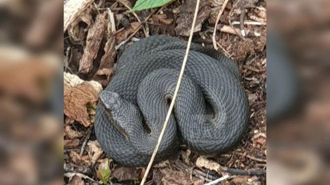 🐍 В национальном парке «Таганай» туристы могут встретить гадюк, которые принимают солнечные ванны