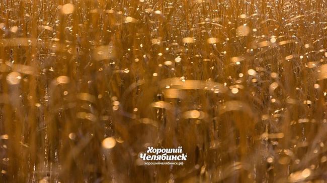 ☀ Рогоз на Шершнях в лучах заката. Расскажите, что красивого вы видели в последнее время?