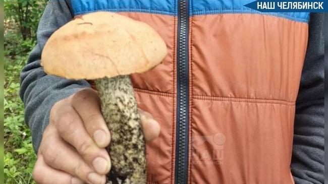 🍄‍🟫 Подберезовик нашли в мае в челябинском лесу 