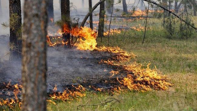 Тушили четверо суток. 9,5 тысяч гектаров леса сгорели в Челябинской области
