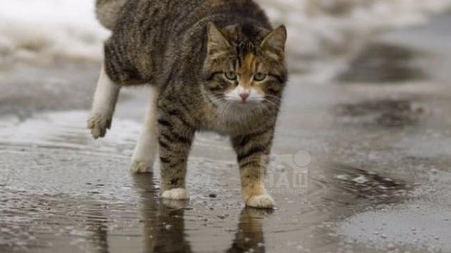 ☔️ В Челябинске в четверг ожидается первый весенний дождь