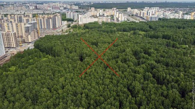 ❗Власти города пытаются освоить бюджет за счёт вырубки березового леса?