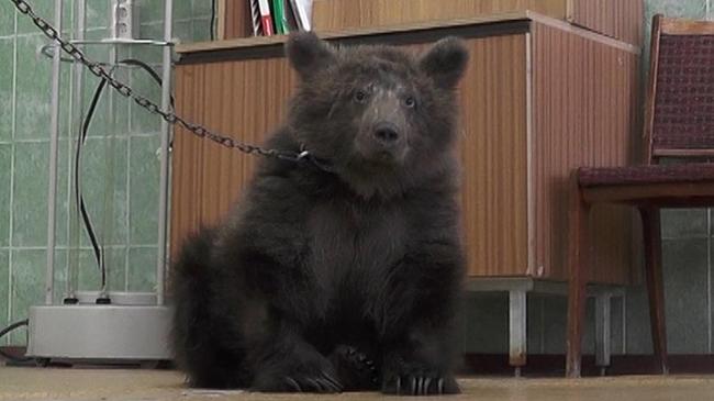 На Южном Урале из рук мучителей вырвали искалеченного медвежонка.