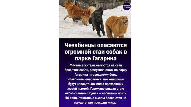 ‼Челябинцы жалуются на стаю собак в парке Гагарина