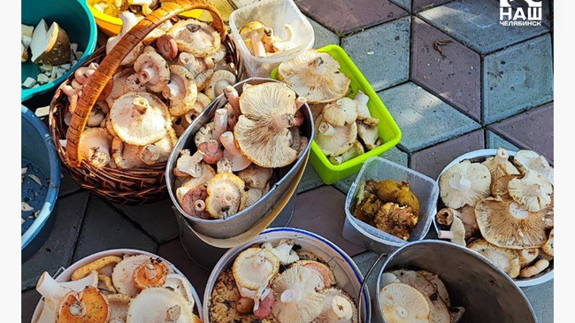 🍄 Челябинцы собирают грибы в окрестностях города