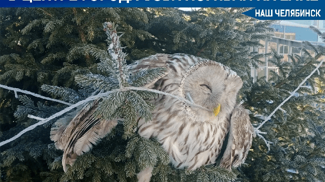 🦉 В районе Тополиной аллеи сова погибла, запутавшись в гирлянде на ёлке 