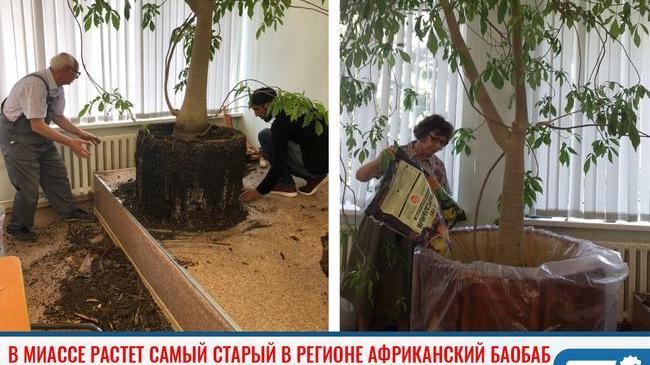 ⚡ В Миассе растет самый старый в Челябинской области африканский баобаб 😃 
