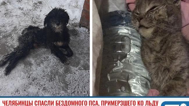 ⚡Ловите пост доброты! 😊 Челябинцы спасли бездомного пса, примерзшего ко льду 
