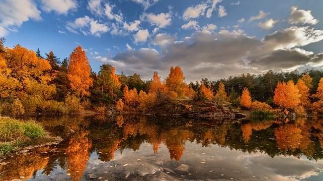 Осень в Шершнёвском бору 🍂