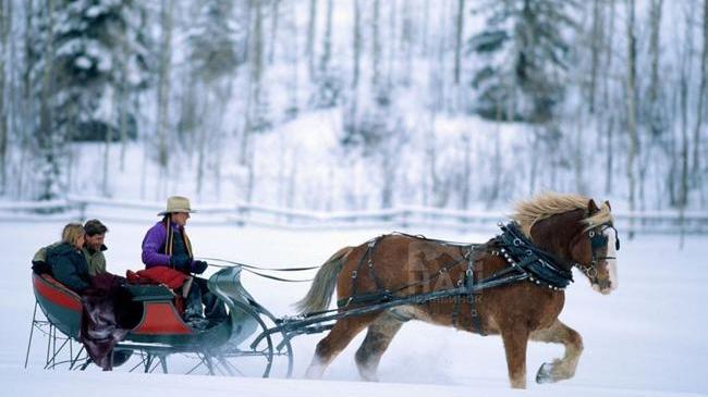 🛷 Супруги заблудились на санях по дороге в гости