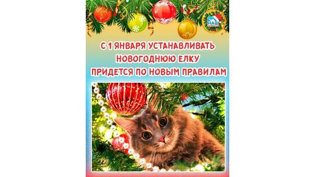 🎄 С 1 января устанавливать новогоднюю елку россиянам придется по новым правилам 