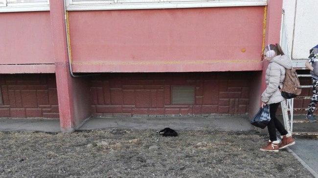 На Южном Урале кошку выкинули с 10-го этажа. Животное погибло на глазах детей