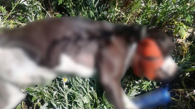 В Челябинске наркоманы задушили породистую собаку