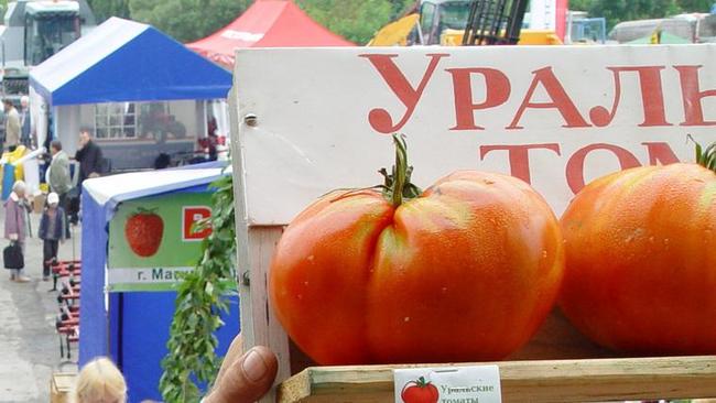 Челябинцы поддержат Путина особым сортом гигантских помидоров