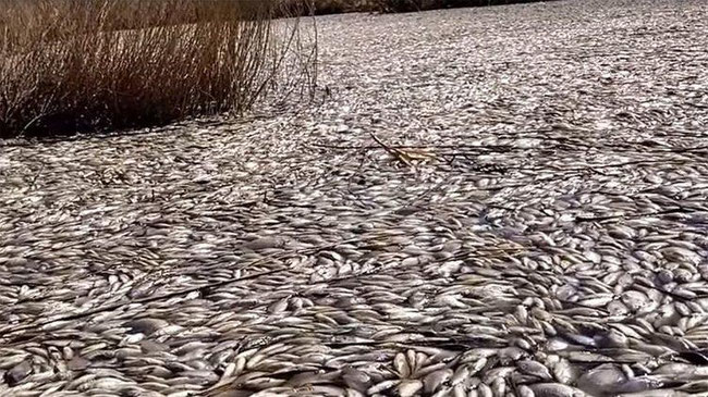 Минсельхоз: рыба на озере Кунашак погибла, потому что ее просто придавило льдом