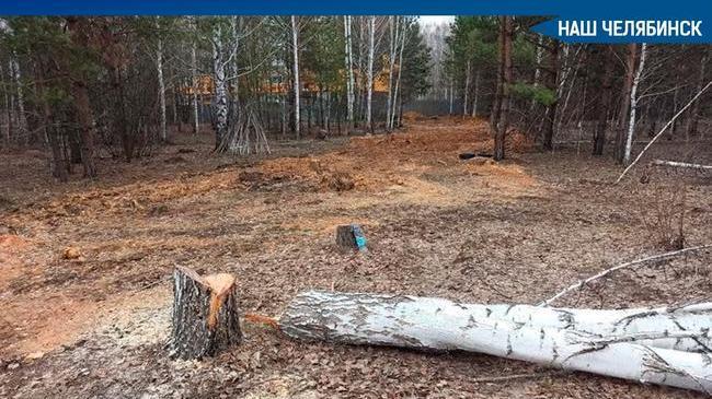 В мэрии Челябинска уточнили, что вырубка деревьев в «Парковом» была незаконной