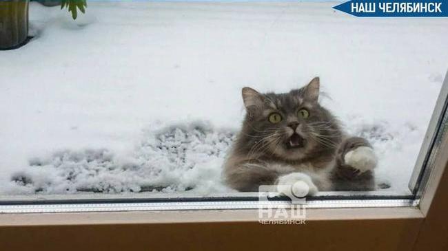 🌡️ Глава Гидрометцентра России Роман Вильфанд сообщил, что в Челябинской области ожидаются впечатляющие морозы