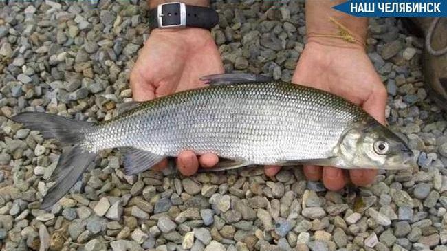 🐟 В уральской рыбе нашли мышьяк и свинец