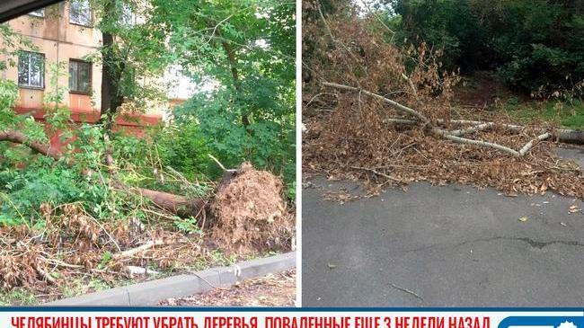 😠🌳 Челябинцы требуют убрать деревья, поваленные еще три недели назад 