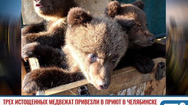 ⚡В челябинский приют привезли трёх медвежат 🐻