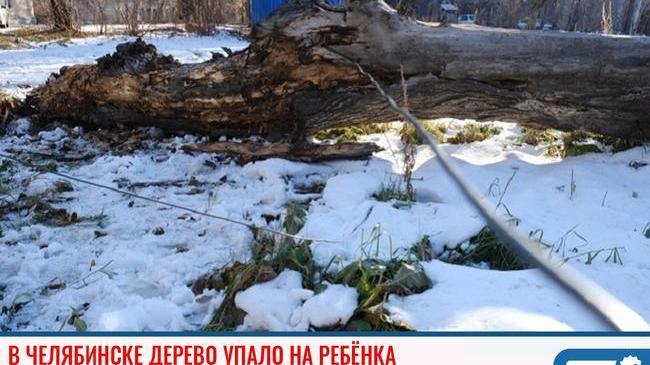 ❗В Челябинске дерево рухнуло на ребенка 😨