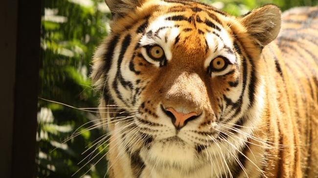 Прекрасные хищные кошки нашего зоопарка 🦁