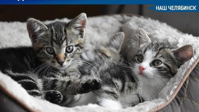 🩸Почему 13-летняя девочка убила котёнка? Комментарий психолога 