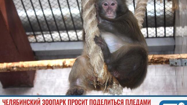 ⚡Челябинский зоопарк просит поделиться пледами 🐵