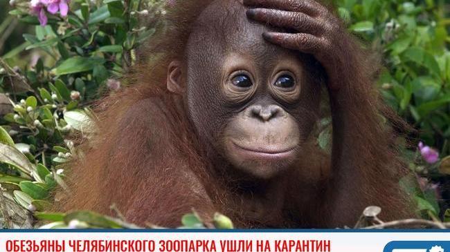 ⚡Обезьяны челябинского зоопарка ушли на карантин 🙉 