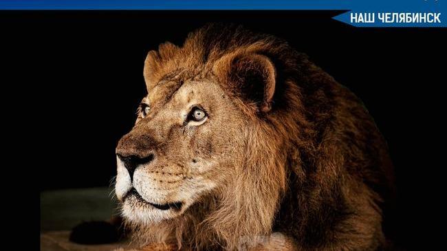 🦁🥀 Накануне в воскресенье, 5 декабря, в Челябинском зоопарке умер лев Ричард. 