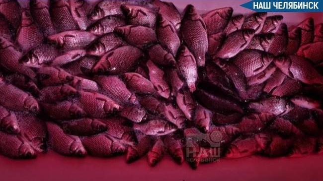 🎣 Невероятный улов: рыбак натаскал 120 рыб на Кременкуле