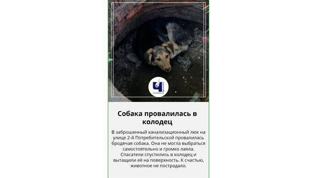 🐕 В Челябинске спасли собаку, которая упала в колодец