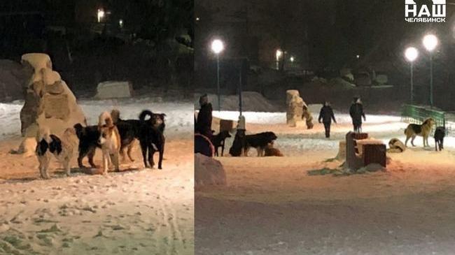 ‼ В Челябинской области из-за проблем с отловом расплодились бродячие псы 🐕