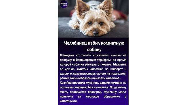 😱Челябинец избил комнатную собаку