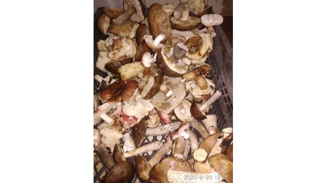 От подписчицы "Все в лес, грибов огромное количество!!!!!" 🍄