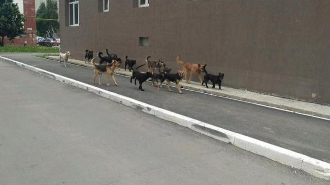 Жители Челябинской области встревожены количеством бродячих собак