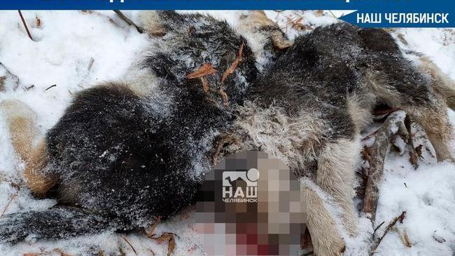 😱 В челябинском бору обнаружили трупы пятерых щенков – полуторамесячные собаки были расстреляны. 
